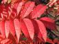 Preview: Leuchtend rotes Herbstlaub - Mahagoni-Eberesche