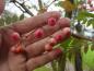 Preview: Sorbus vilmorinii - Früchte im Herbst