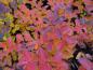 Preview: Herbstfärbung der Birkenblättrigen Spiere