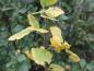 Preview: Betula humilis mit der Herbstfärbung
