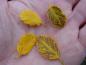 Preview: Herbstblätter bei Betula humilis