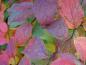 Preview: Herbstfärbung: Spiraea callosa