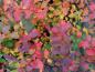 Preview: Facettenreiches Herbstlaub bei Spiraea callosa