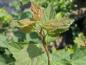 Preview: Spiraea chamaedryfolia, kvastspirea, Spiraea flexuosa