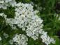 Preview: Blüte von Spiraea cinerea Grefsheim, Frühe Brautspiere