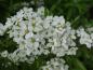 Preview: Blüte von Spiraea cinerea Grefsheim, Frühe Brautspiere