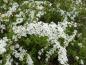 Preview: Blütenrispe von Spiraea cinerea