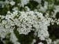 Preview: Blüte von Spiraea cinerea im Detail