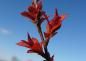 Preview: Spiraea japonica Firelight