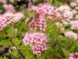 Preview: Rosablühende Spiraea japonica Little Princess