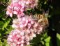Preview: Einen bienenfreundliche Bepflanzung - die rosablühende Zwergspiere Little Princess