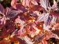 Preview: Orange-Rote Herbstfärbung bei Spiraea japonica Manon