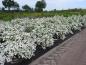 Preview: Spiraea nipponica Snowmound