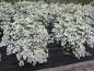 Preview: Spiraea nipponica Snowmound