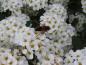 Preview: Spiraea nipponica Snowmound