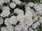 Preview: Spiraea nipponica Snowmound