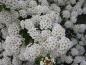 Preview: Spiraea nipponica Snowmound