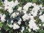 Preview: Weiße Blütenpracht der Flächendeckerspiere Snowmound