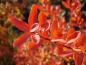 Preview: Das rot-orange Herbstlaub der Flächendeckerspiere Snowmound