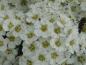 Preview: Flächendeckerspiere Snowmound - weiße Blüten in Nahaufnahme