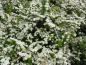 Preview: Blütenfülle von Flächendeckerspiere Snowmound