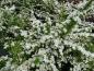 Preview: Flächendeckerspiere Snowmound in Blüte