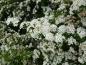 Preview: Nahaufnahme der Blüte von Spiraea nipponica Snowmound