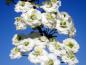 Preview: Weiße, gefüllte Blüten der Spiraea prunifolia Plena