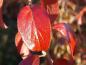 Preview: Knallrot färbt sich das Laub des Pflaumenblättrigen Spierstrauchs im Herbst