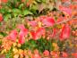 Preview: Bunte Herbstfärbung der Spiraea prunifolia Plena - von Grün über Gelb bis leuchtend Rot
