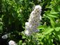 Preview: Spiraea alba in Blüte