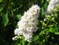Preview: Blütenrispe von Spiraea alba