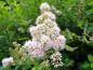 Preview: Weiße Blüte von Spiraea alba