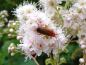 Preview: Die Blüte der Weißen Spiere wird gerne von Insekten besucht