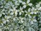 Preview: Blütendetail Spiraea thunbergii, Frühe Spiere