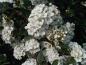 Preview: Blüte von Spiraea vanhouttei