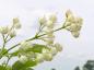 Preview: Weiße Blüte der Pimpernuss