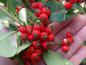 Preview: Rote Beeren von Stranvaesia davidiana