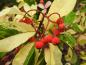 Preview: Die roten Beeren bilden einen schönen Kontrast zum weißgrünen Laub der Stranvesia davidiana Palette.