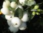 Preview: Weiße Früchte der Schneebeere, auch Knallerbsen genannt