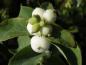 Preview: Weiße Früchte von Symphoricarpos albus laevigatus