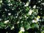 Preview: Fruchtschmuck im Herbst: Symphoricarpos albus White Hedge