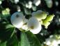 Preview: Früchte der Schneebeere White Hedge