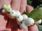 Preview: Symphoricarpos albus White Hedge: Beeren von August bis in den Herbst