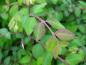 Preview: Hübsche rötliche Zeichnung der frischen Blätter der Niedrigen Purpurbeere