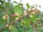 Preview: Die unscheinbaren Blüten der Niedrigen Purpurbeere sind bei Bienen sehr beliebt.