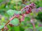 Preview: Die Symphoricarpos chenaultii Hancock mit den Blütenknospen im Sommer