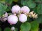 Preview: Amethystbeere Mother of Pearl mit rosa Früchten