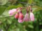 Preview: Symphoricarpos doorenbosii Mother of Pearl in Blüte