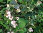 Preview: Herbstlicher Fruchtschmuck bei Symphoricarpos doorenbosii Mother of Pearl